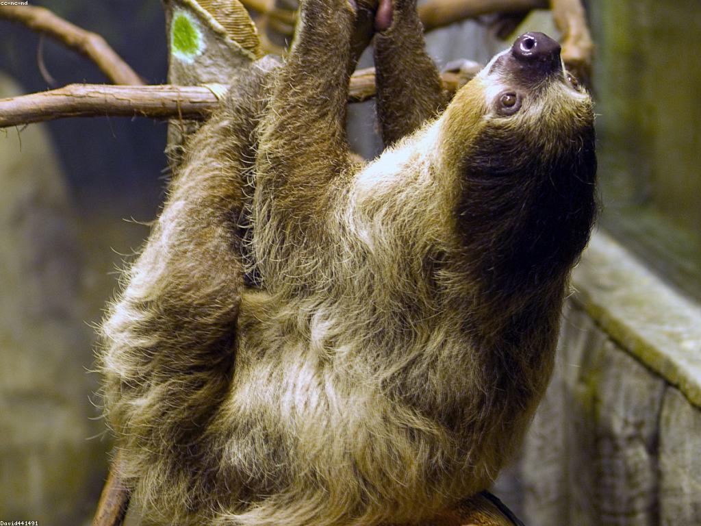 ចំណេះដឹងអំពីស្លុត: សត្វដែលស្ងប់ស្ងាត់បំផុតនៅលើពិភពលោក