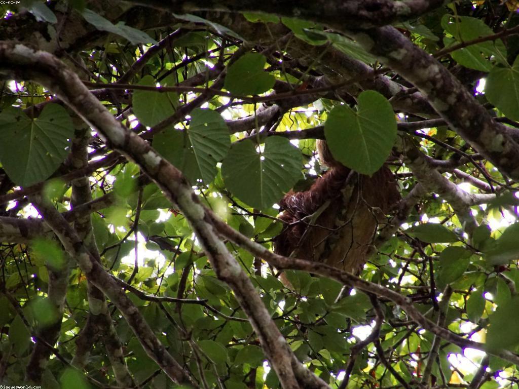ចំណេះដឹងអំពីស្លុត: សត្វដែលស្ងប់ស្ងាត់បំផុតនៅលើពិភពលោក